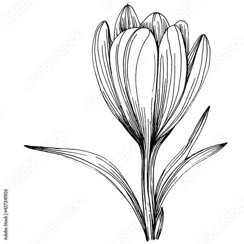 Crocus or saffron flower. Floral botanical flower. Isolated illustration element. Vector hand drawing wildflower for background, texture, wrapper pattern, frame or border.