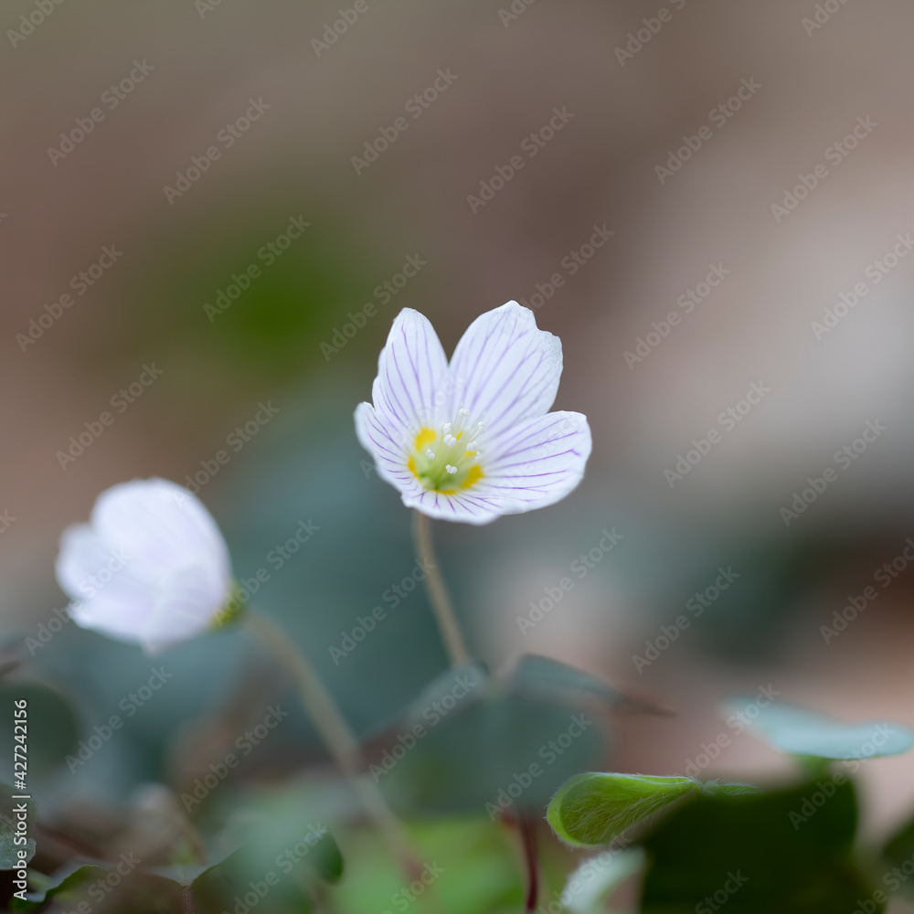 Blühender Waldsauerklee (Oxalis acetosella) Blühender Waldsauerklee (Oxalis acetosella)