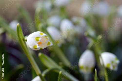 Flowering spring snowflakes (Leucojum vernum) in early spring