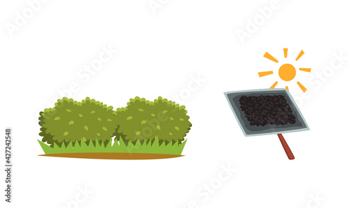 Tea Industry Production Set, Picking and Drying of Tea Vector Illustration