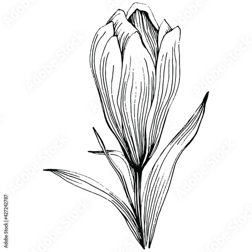 Crocus or saffron flower. Floral botanical flower. Isolated illustration element. Vector hand drawing wildflower for background, texture, wrapper pattern, frame or border.