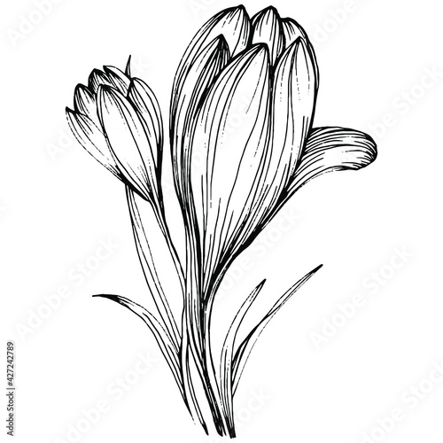 Crocus or saffron flower. Floral botanical flower. Isolated illustration element. Vector hand drawing wildflower for background, texture, wrapper pattern, frame or border.