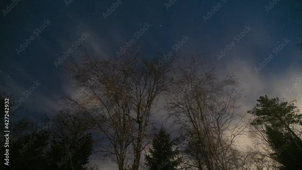 Starry night in the forest Starry night in the forest
