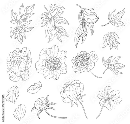 Design set with line art drawing of beautiful peony flowers isolated on white.