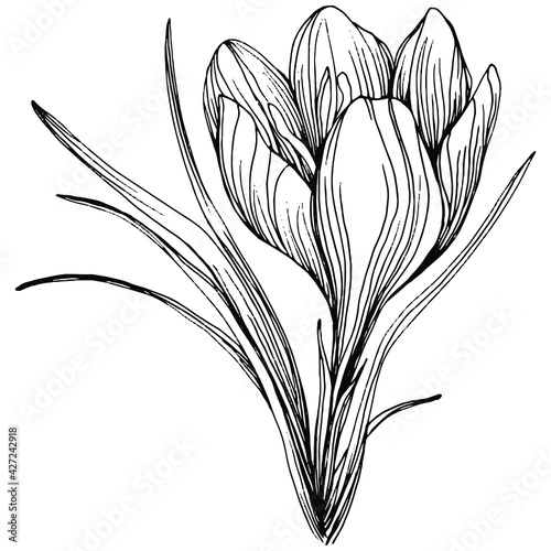 Crocus or saffron flower. Floral botanical flower. Isolated illustration element. Vector hand drawing wildflower for background, texture, wrapper pattern, frame or border.