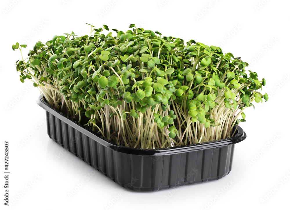 Micro grass greens mustard sprouts in a container isolated on white background. Microgreen. Micro grass greens mustard sprouts in a container isolated on white background. Microgreen.