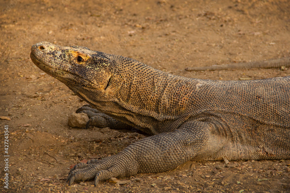 Wild Komodo dragons on the island of Komodo, Flores