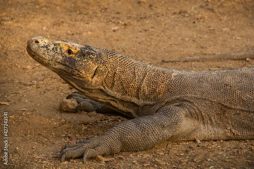 Wild Komodo dragons on the island of Komodo  Flores