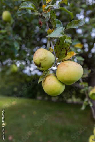 Apple on a apple tree