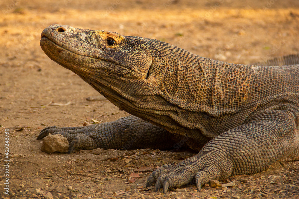 Wild Komodo dragons on the island of Komodo, Flores