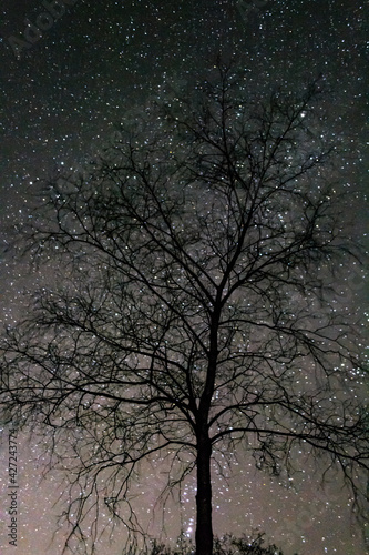 Tree in the night © TomRoarMadland