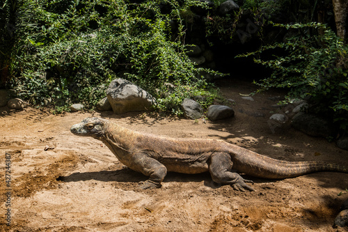 Wild Komodo dragons on the Bali Island Zoo