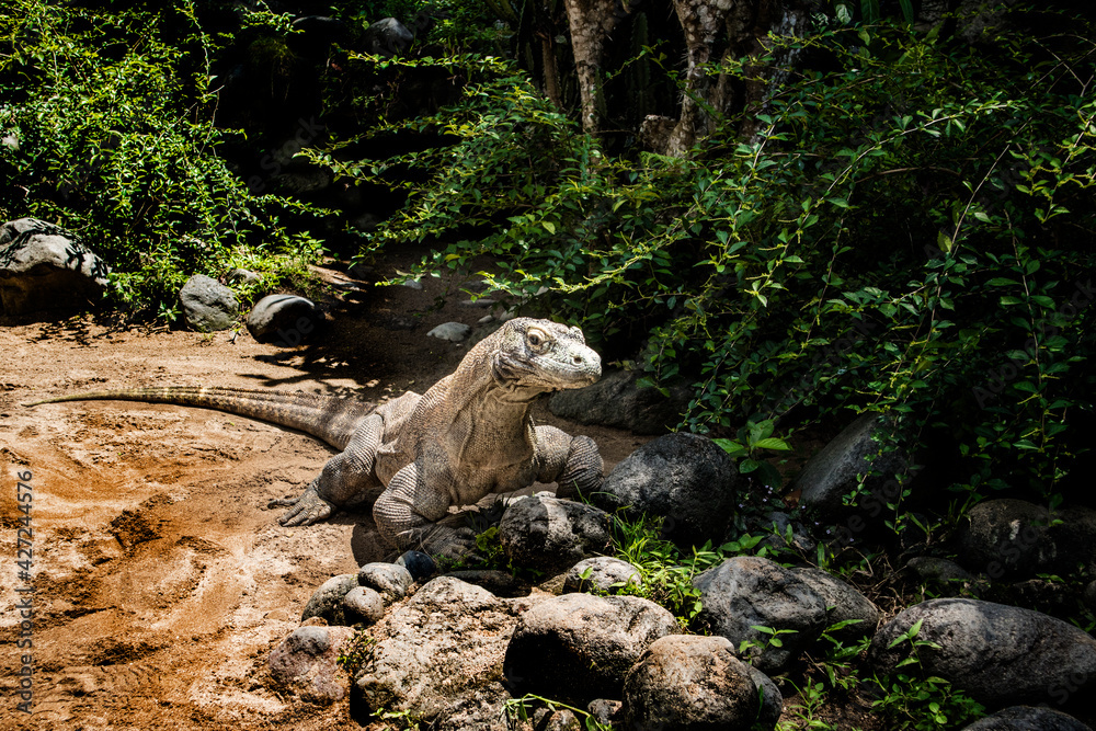 Wild Komodo dragons on the Bali Island Zoo Wild Komodo dragons on the Bali Island Zoo