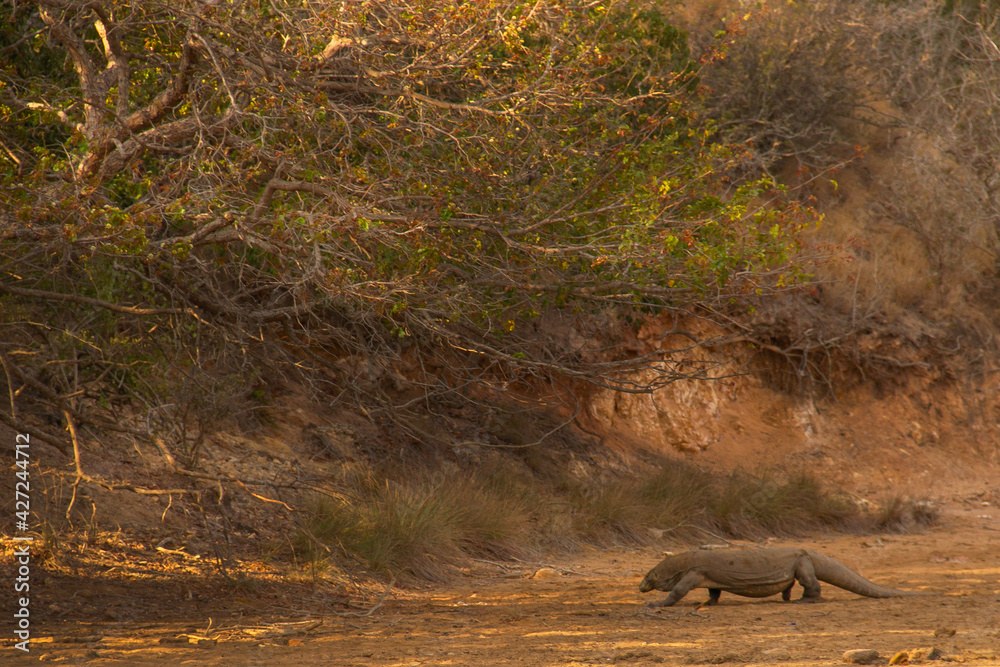 Wild Komodo dragons on the island of Komodo, Flores Wild Komodo dragons on the island of Komodo, Flores