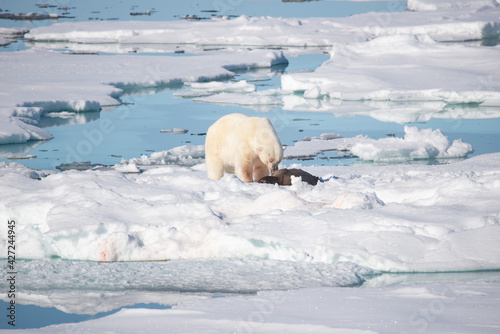 Polar Bear eating adult seal on ice in the artic.