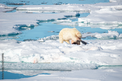 Polar Bear eating adult seal on ice in the artic.