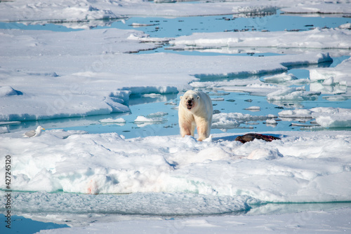 Polar Bear eating adult seal on ice in the artic.