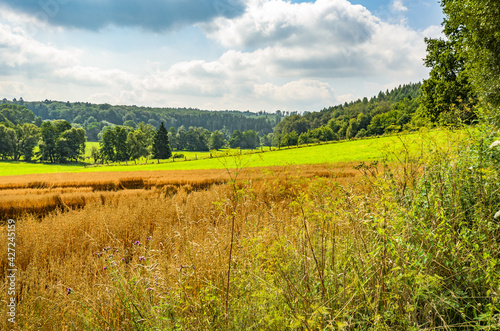 Weitl  ufige Sommerlandschaft mit erntereifem Haferfeld