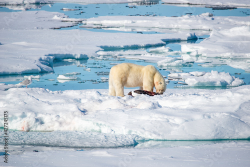 Polar Bear eating adult seal on ice in the artic.