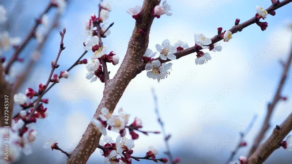 Close-up shot of springtime apricot tree blossoms swaying in the wind, blue sky on the background. Close-up shot of springtime apricot tree blossoms swaying in the wind, blue sky on the background.