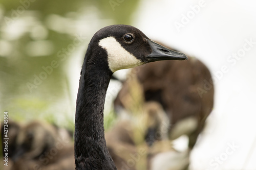 Canada Goose Closeup