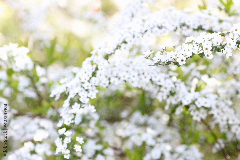 ゆきやなぎの花 ゆきやなぎの花
