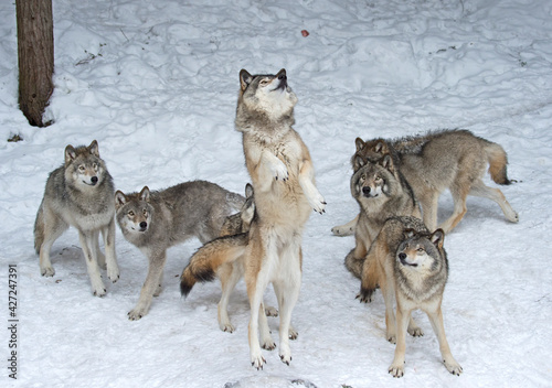 a Pack of wolves