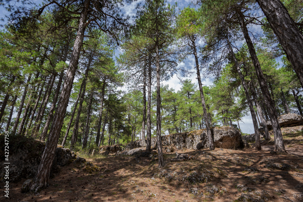 Forest of Austrian pine tree, Pinus nigra. Photo taken in the Enchanted City of Cuenca, Spain Forest of Austrian pine tree, Pinus nigra. Photo taken in the Enchanted City of Cuenca, Spain