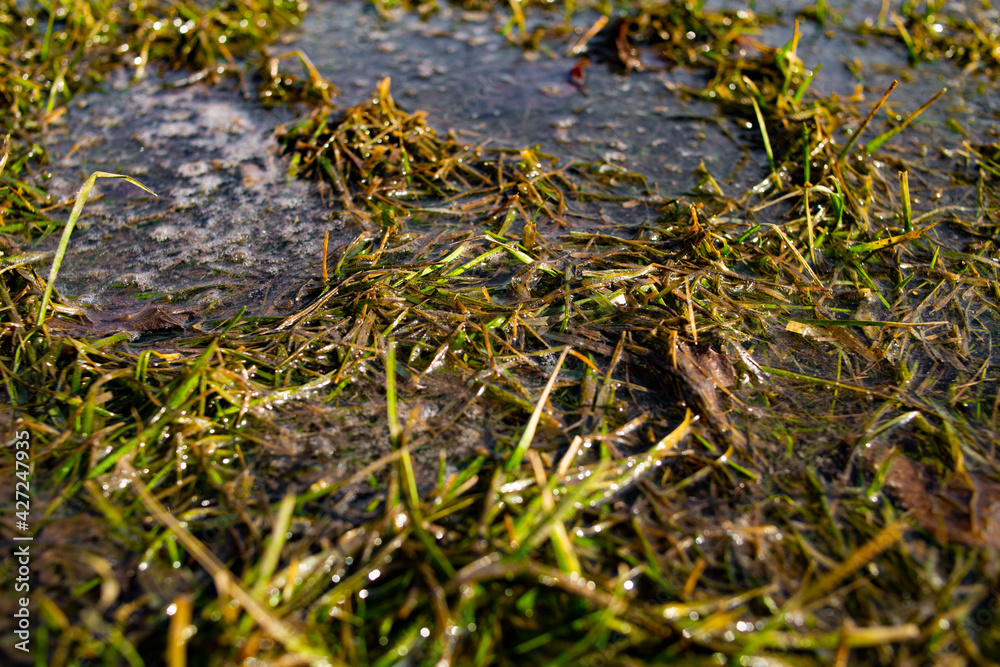 Environmental pollution by waste and dirty soapy liquids of grass and vegetation. Fuel in the center of the polluted area. Soil pollution. Environmental pollution by waste and dirty soapy liquids of grass and vegetation. Fuel in the center of the polluted area. Soil pollution.