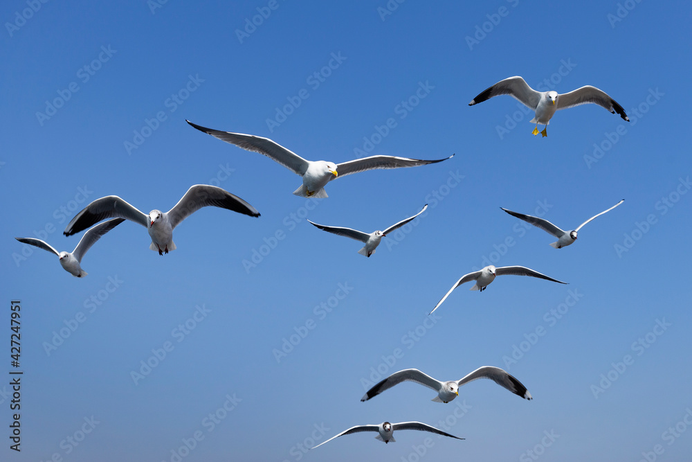 Obraz premium Turkey. Istanbul. Gulls. Birds fly behind a ferry on the Bosphorus Strait.