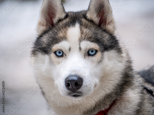Fototapeta Naklejka Na Ścianę i Meble -  Close up blue-eyed Gray Adult Siberian Husky Dog portrait. color