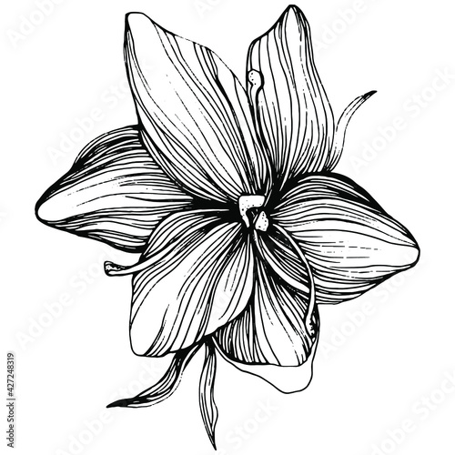 Crocus or saffron flower. Floral botanical flower. Isolated illustration element. Vector hand drawing wildflower for background, texture, wrapper pattern, frame or border.