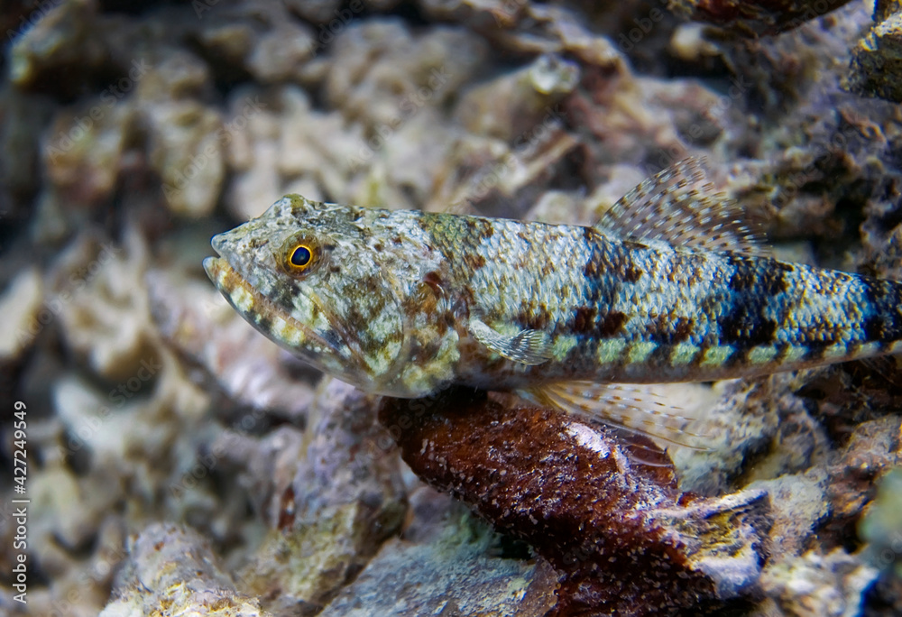 The lizard fish is lying on the ship, almost merging with the environment. The lizard fish is lying on the ship, almost merging with the environment.