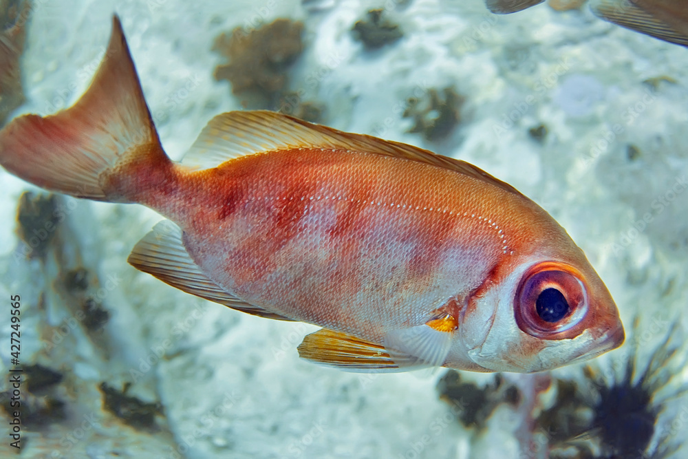 Obraz premium Priacanthus hamrur swims above the sea floor.