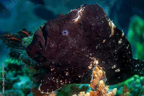 Black frogfish crawling on the coral. . Underwater photography, Philippines.