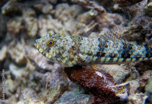 The lizard fish is lying on the ship, almost merging with the environment.