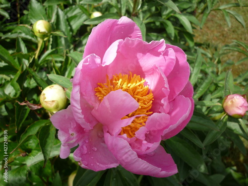 Pink rose
