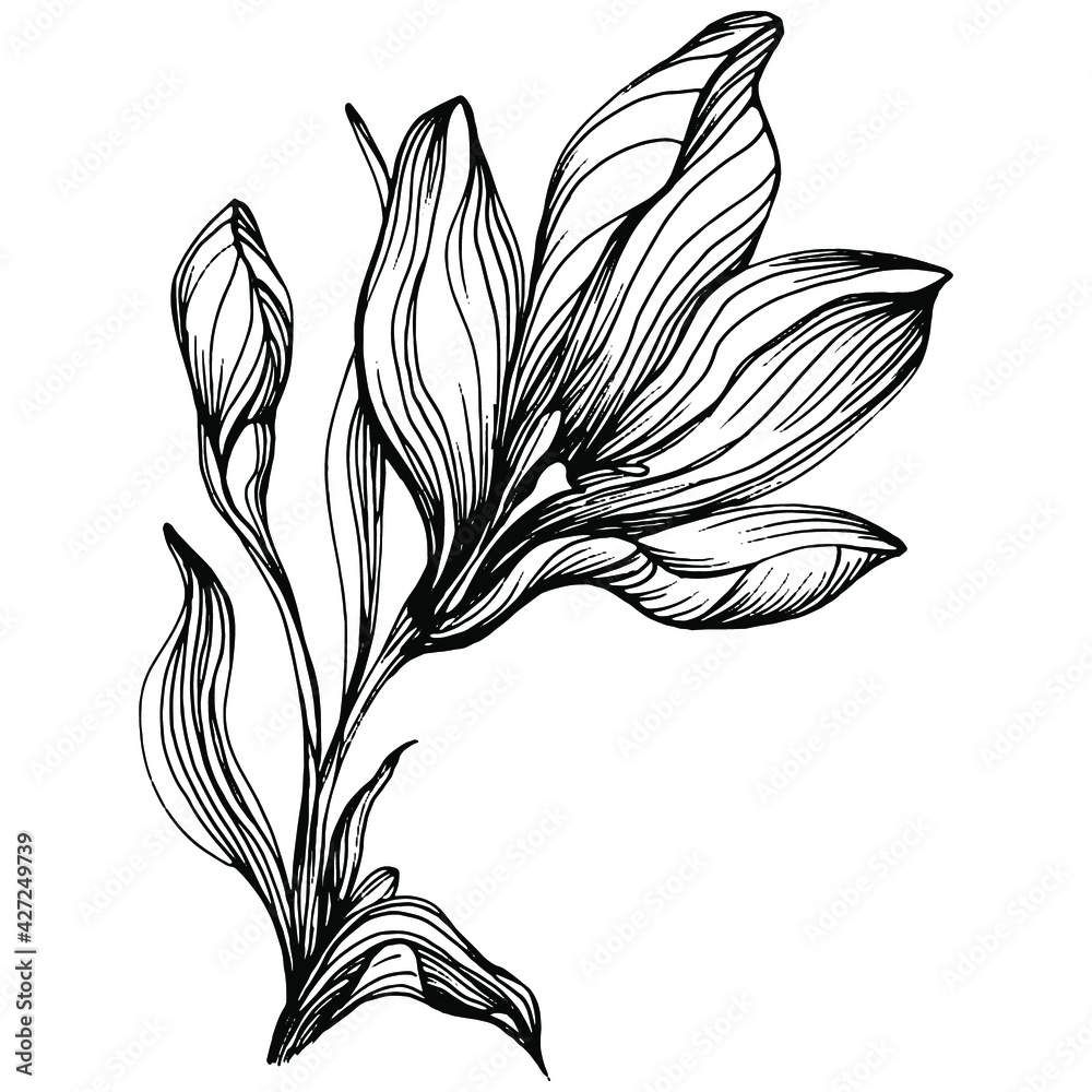 saffron flower drawing
