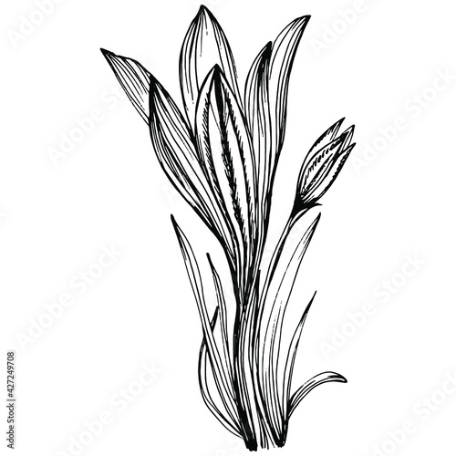 Crocus or saffron flower. Floral botanical flower. Isolated illustration element. Vector hand drawing wildflower for background, texture, wrapper pattern, frame or border.