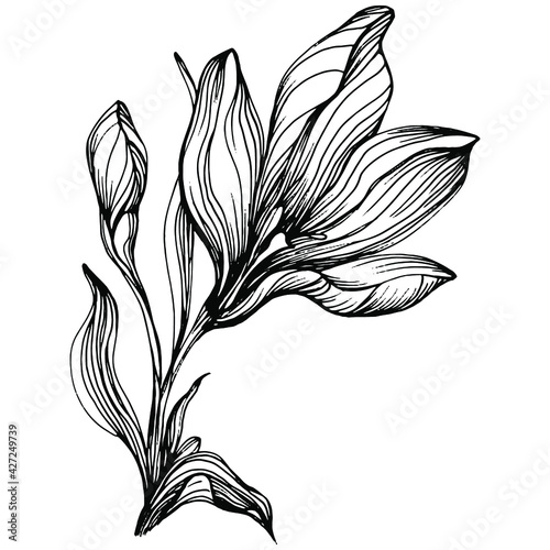Crocus or saffron flower. Floral botanical flower. Isolated illustration element. Vector hand drawing wildflower for background, texture, wrapper pattern, frame or border.
