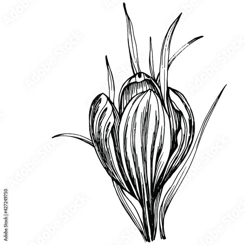 Crocus or saffron flower. Floral botanical flower. Isolated illustration element. Vector hand drawing wildflower for background, texture, wrapper pattern, frame or border.