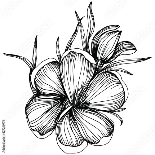 Crocus or saffron flower. Floral botanical flower. Isolated illustration element. Vector hand drawing wildflower for background, texture, wrapper pattern, frame or border.