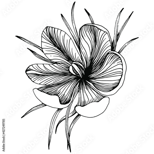 Crocus or saffron flower. Floral botanical flower. Isolated illustration element. Vector hand drawing wildflower for background, texture, wrapper pattern, frame or border.