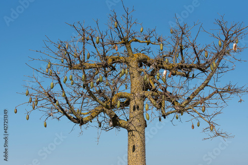 Close-up of the crown of a bare silk silk tree (Ceiba speciosa), with spines and elongated fruits, against a blue sky, in Sicily photo