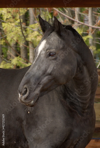A fully grown adult horse photographed in profile with its ears pointed forward listening to its surroundings.