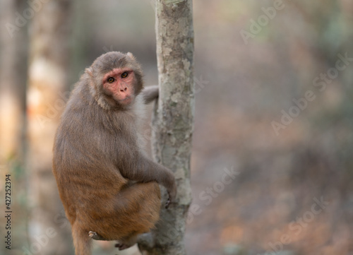 Sundarbans Wild Monkey Climbing Tree