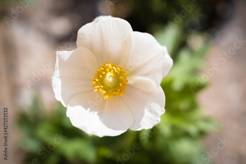 Macro white Anemone sylvestris or Snowdrop Anemone blooming in the garden