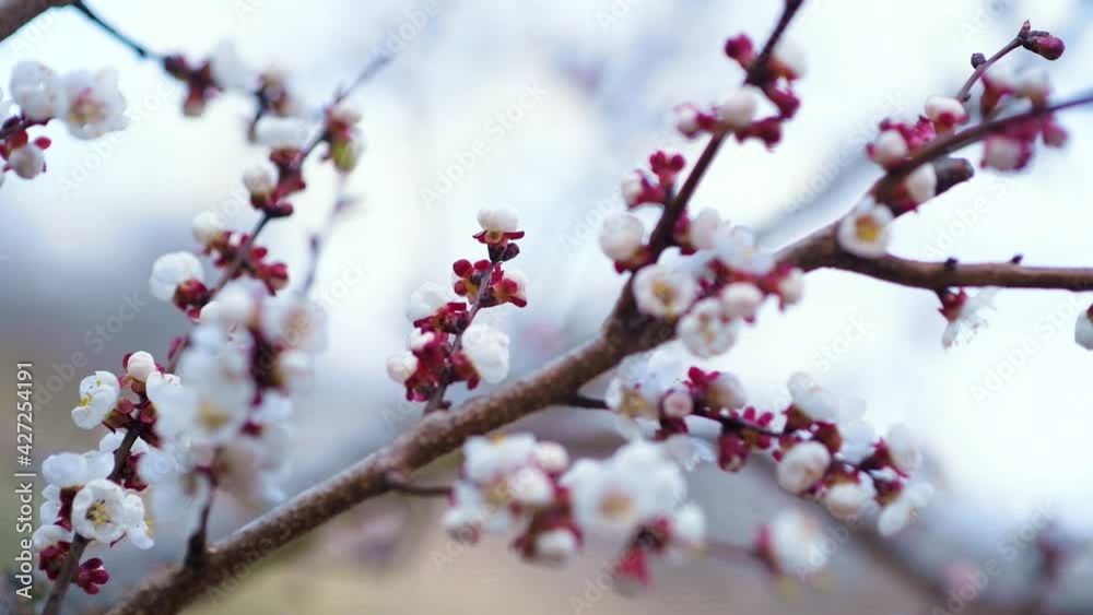 Close-up shot of springtime apricot tree blossoms. Beautiful blossoming apricot tree. Close-up shot of springtime apricot tree blossoms. Beautiful blossoming apricot tree.