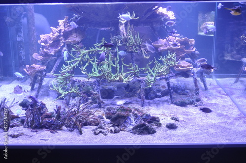 Aquarium Zoo antwerp.