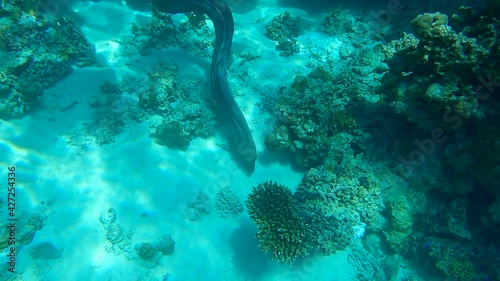 Wallpaper Mural Clow motion, Giant moray (Gymnothorax javanicus) swims near coral reef. Top view Torontodigital.ca